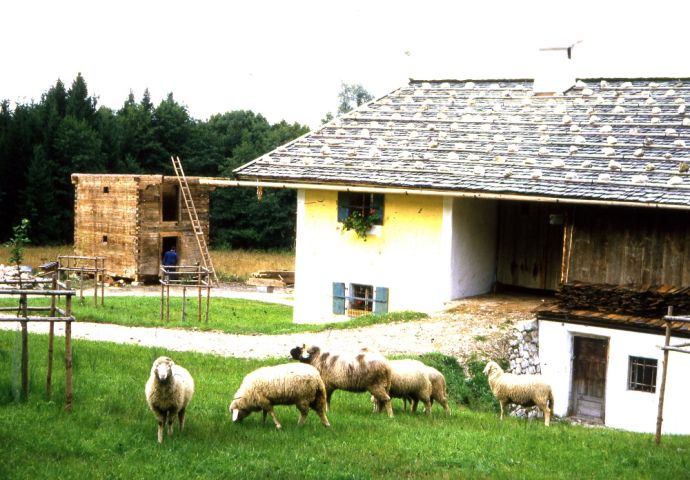 Beim Aufbau im Freilichtmuseum, 1984. Blick über den Sillhof zum Getreidekasten. Das Erdgeschoß und Obergeschoß sind schon aufgebaut. Der Dachstock fehlt. Im Vordergrund weiden Schafe auf einer Wiese.